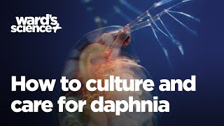 Caring and Culturing for Daphnia [upl. by Merrill10]