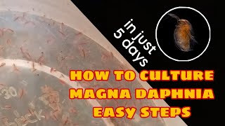 How to Culture Magna Daphnia Easily [upl. by Hoag]