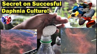 How to Culture Daphnia Successfully [upl. by Hcaz]