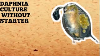 HOW TO CULTURE DAPHNIA NATURALLY WITHOUT A STARTER [upl. by Farrel]