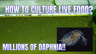 How to Culture Daphnia Secret Method to Breed MILLIONS  Simply Aquatic [upl. by Arabele266]