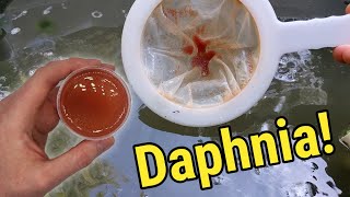 How I Culture Daphnia In Outdoor Tubs [upl. by Suhsoj]