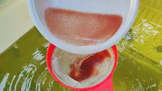 How to culture daphnia  Daphnia culture  How to grow daphnia outdoor [upl. by Nerland]