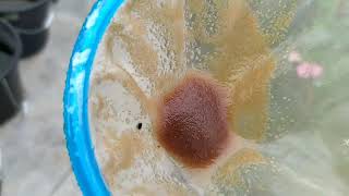 How to culture daphnia moina in a small container Part 1 English Subtitle [upl. by Ocicnarf894]