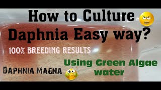 Daphnia MagnaHow to Culture Daphnia Easy wayCulturing Daphnia using Green water Daphnia [upl. by Alenson]