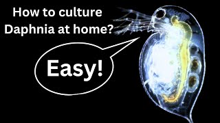 BEST Live Fish Food Beginner guide How to Culture Daphnia at home [upl. by Risser200]