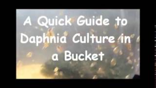 How to culture daphnia outside [upl. by Dolan]