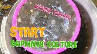 How to culture daphnia moina the easy way 1  Starting the Daphnia culture [upl. by Nitas796]