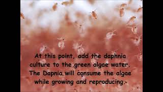 Daphnia  How to grow daphnia in your home [upl. by Nadroj]