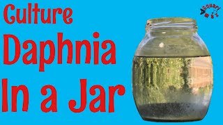 How to Culture Daphnia in a Jar [upl. by Jamnis]