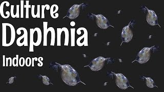 How to Culture Daphnia [upl. by Eedahs]