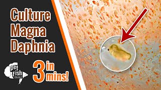 How to culture DAPHNIA MAGNA  The easy way [upl. by Yeung]