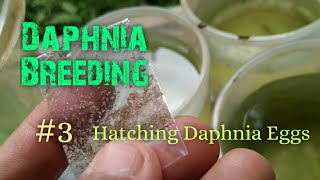 Daphnia Culture made simple and easy 3  Hatching Daphnia eggs [upl. by Thetos]