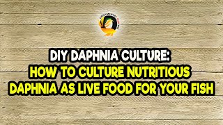 DIY Daphnia Culture How to Culture Nutritious Daphnia as Live Food for Your Fish [upl. by Iaht]