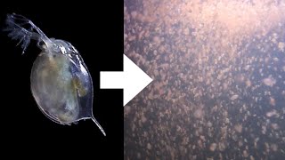 How I Culture Daphnia [upl. by Behn]