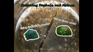 How To Culture Daphnia and Moinas using Green Water Spirulina powder [upl. by Eninahpets]