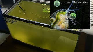 Raising Daphnia for the Freshwater Aquarium [upl. by Rekab610]