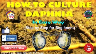 HOW TO CULTURE DAPHNIA In Easy Way [upl. by Nimrahc]